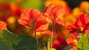 Oost-Indische kers - Tropaeolum majus Oost-Indische kers - Tropaeolum majus