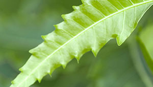 Neem - Azadirachta indica Neem - Azadirachta indica